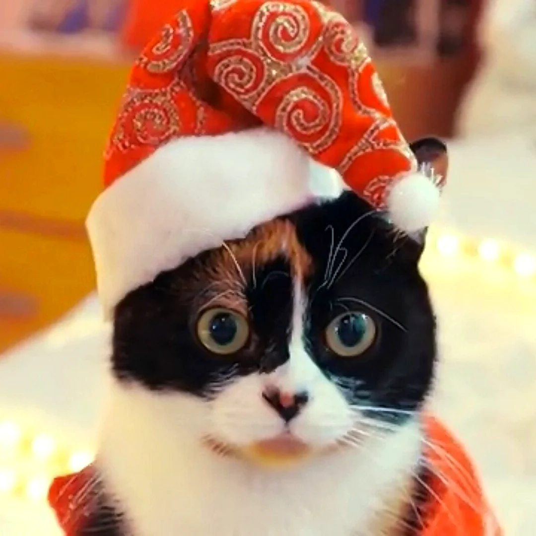 Куки кот