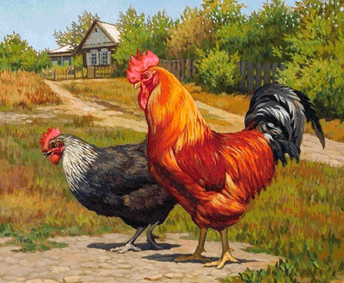 Курица и петух
