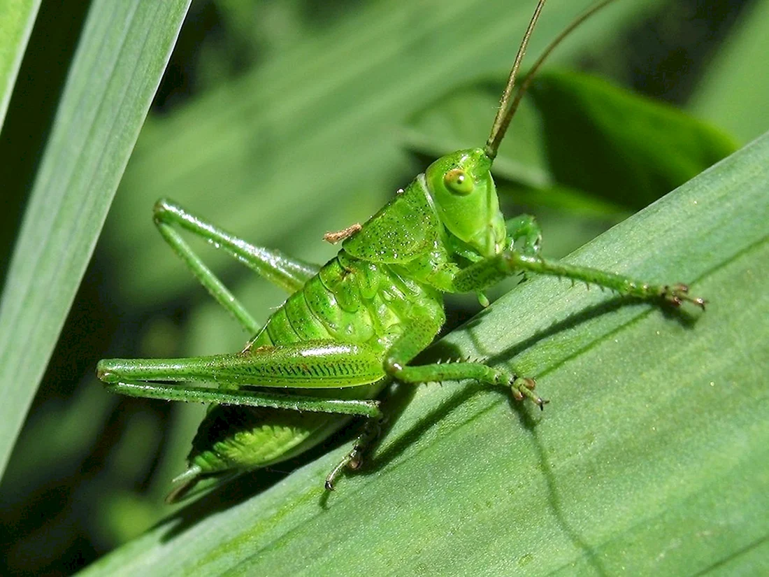 Кузнечик амбликорифа