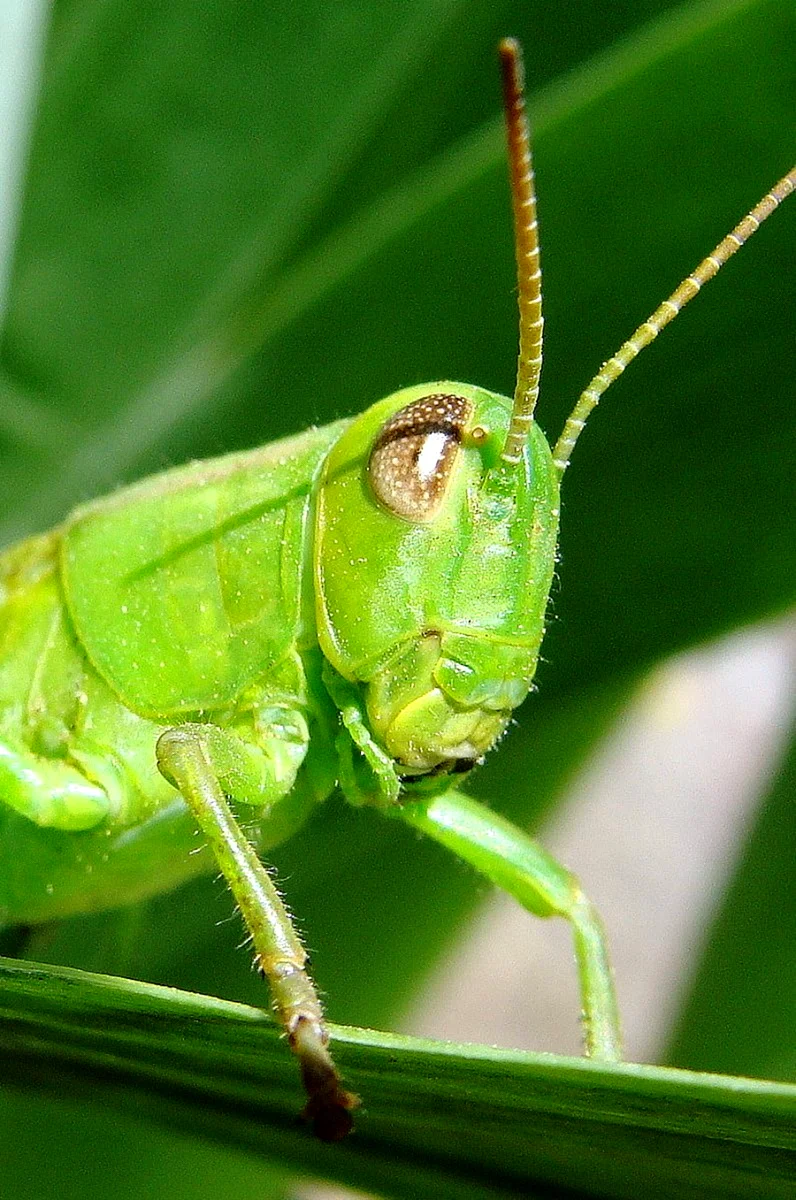 Кузнечик амбликорифа