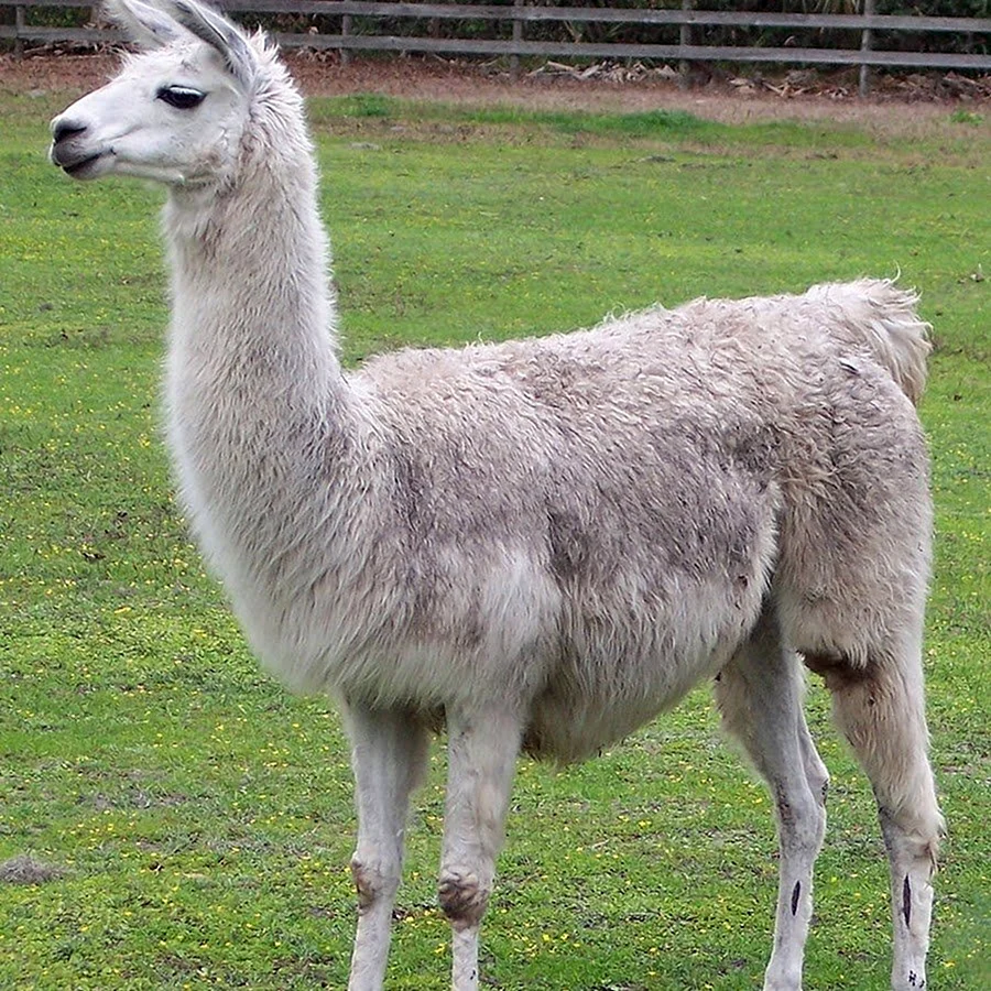 Лама