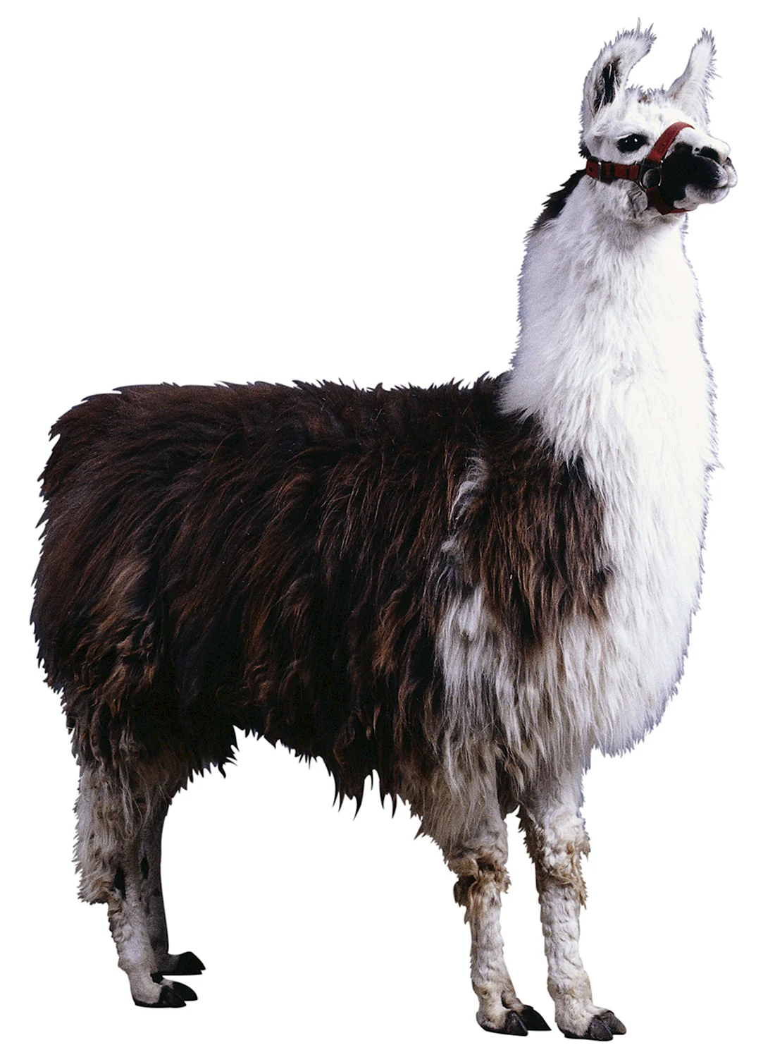 Лама