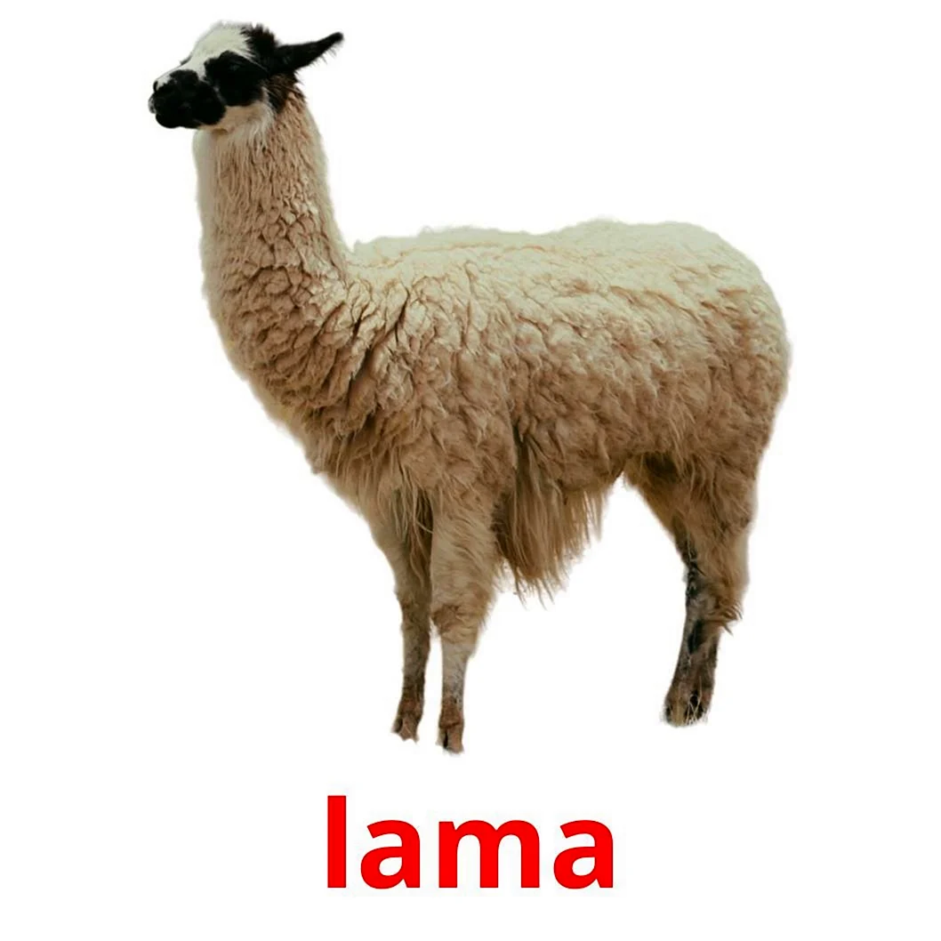 Лама