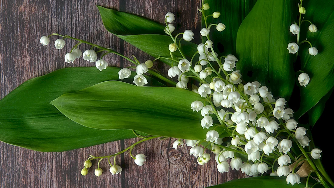 Ландыш Майский Convallaria Majalis