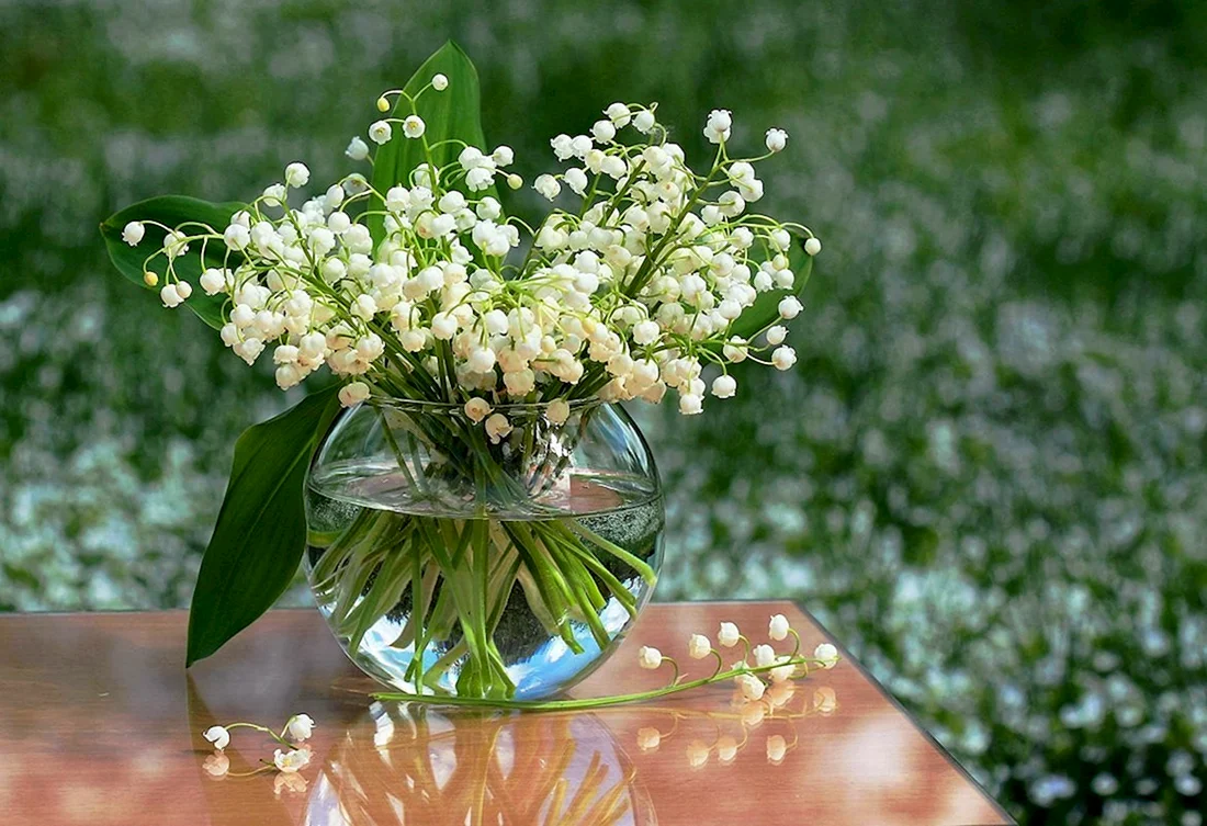 Ландыш Майский весной
