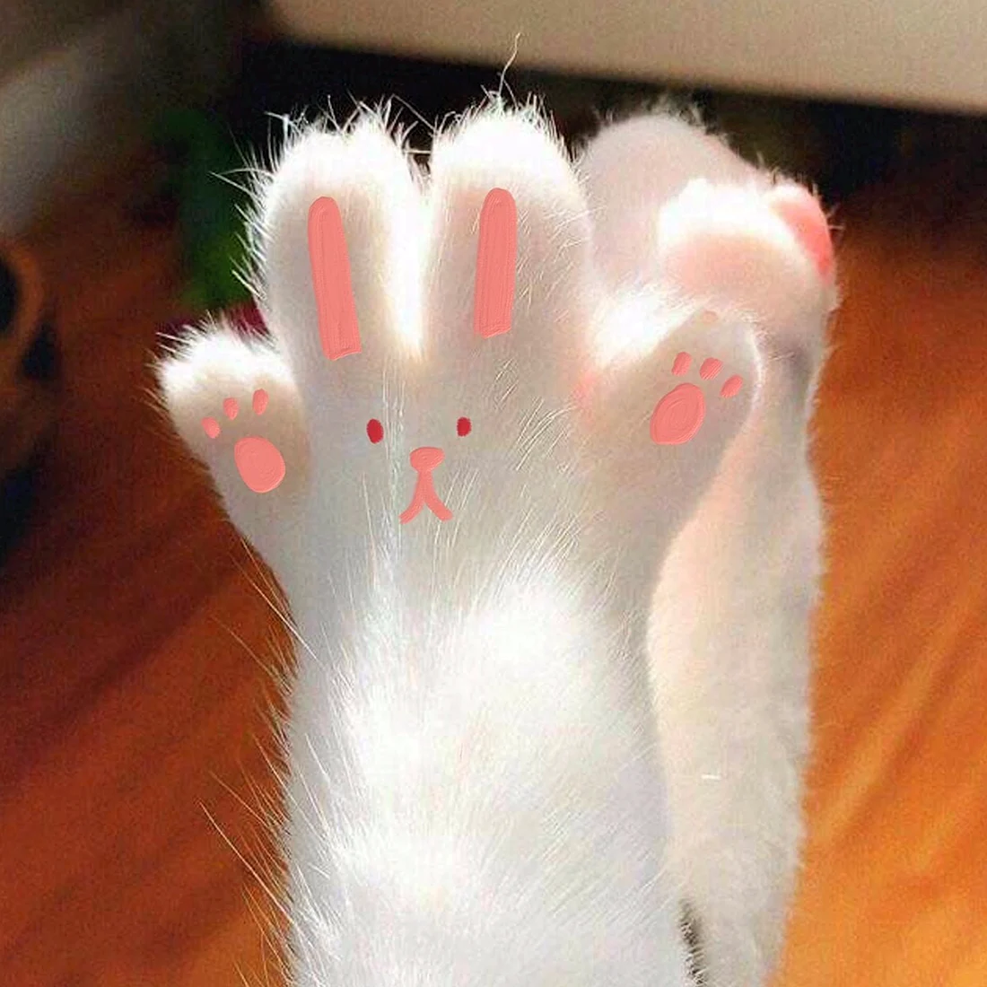 Лапа кота