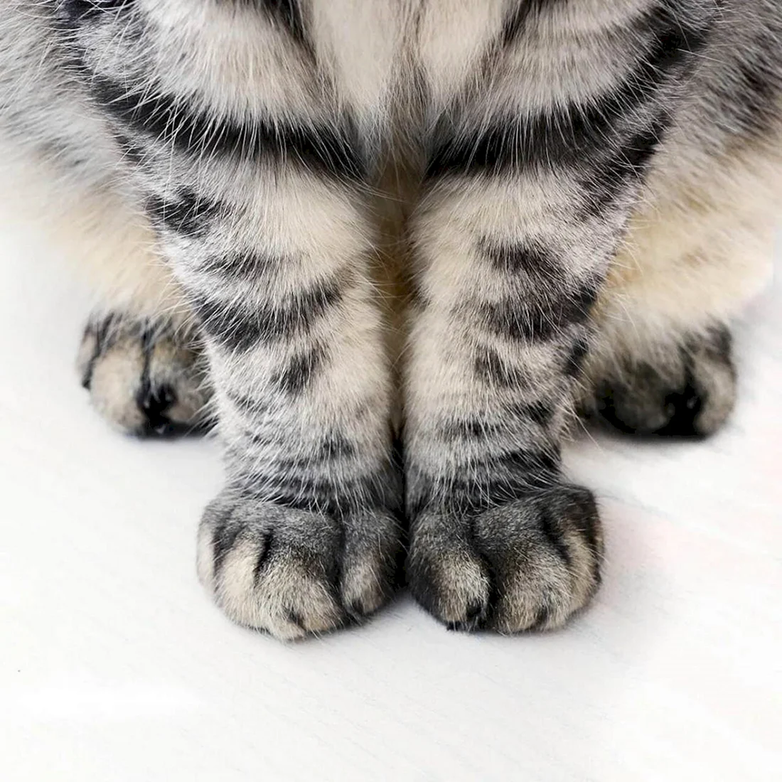 Лапка кота