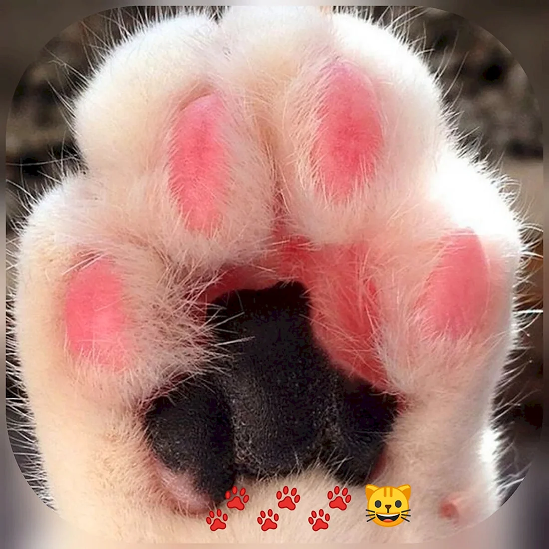 Лапка котика