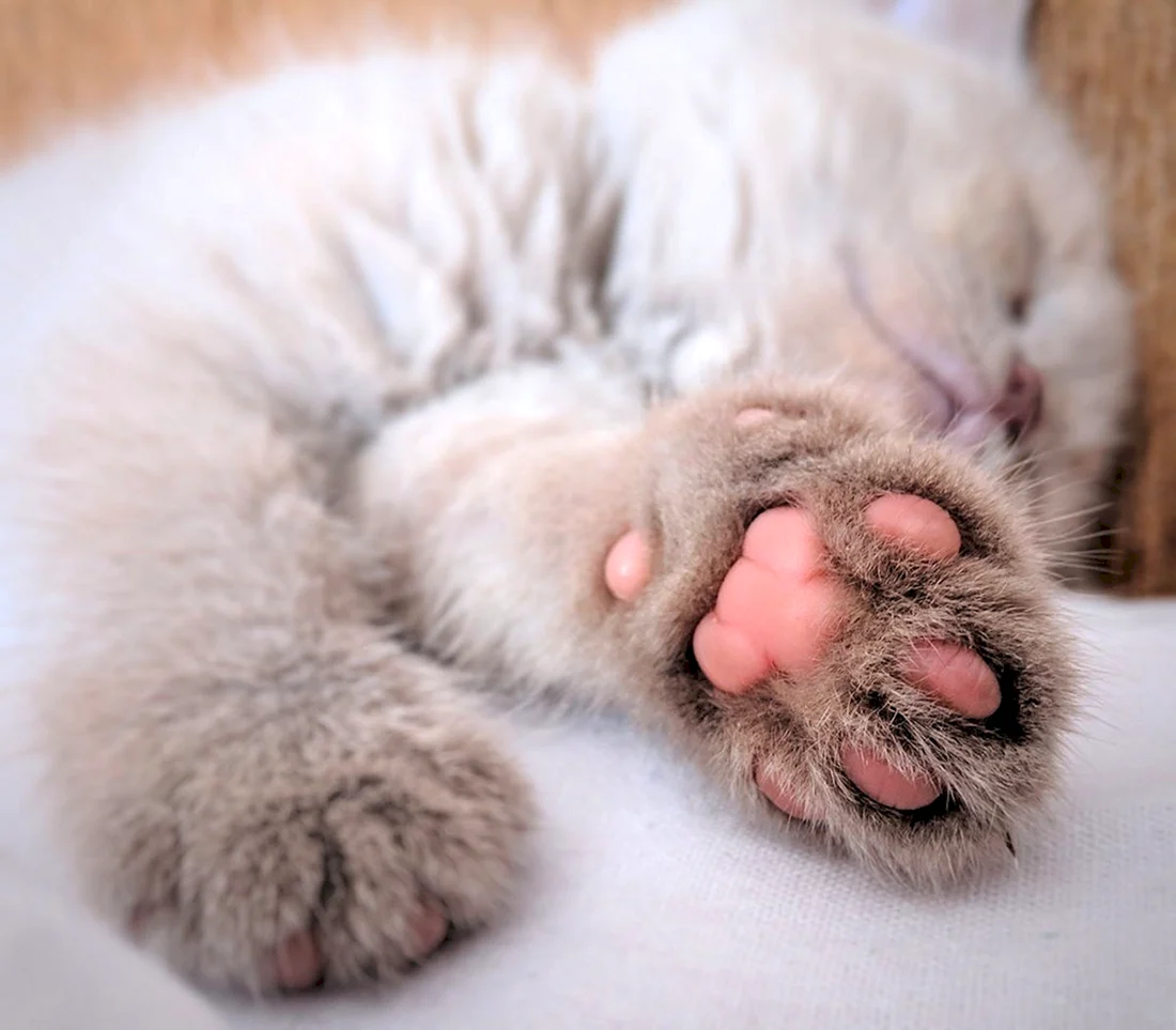 Лапка котика