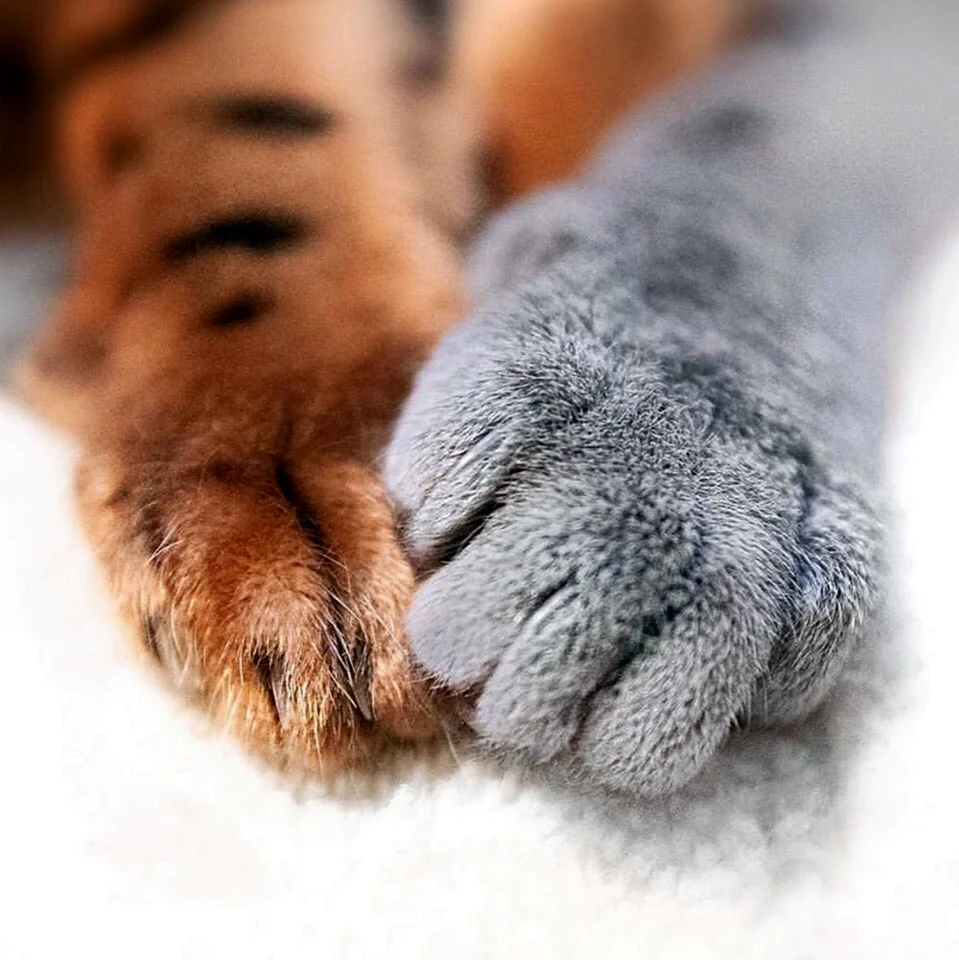 Лапка котика