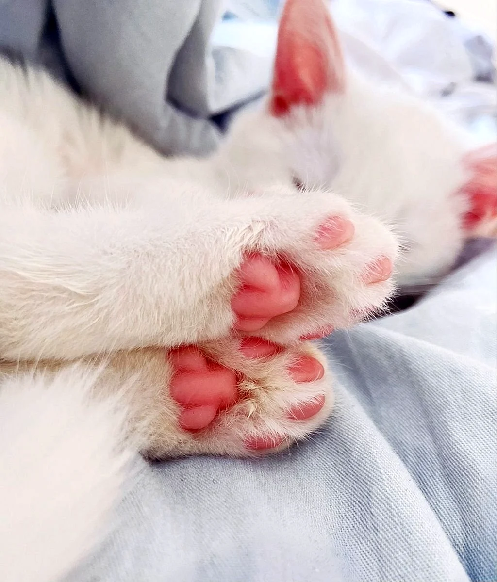 Лапка котика