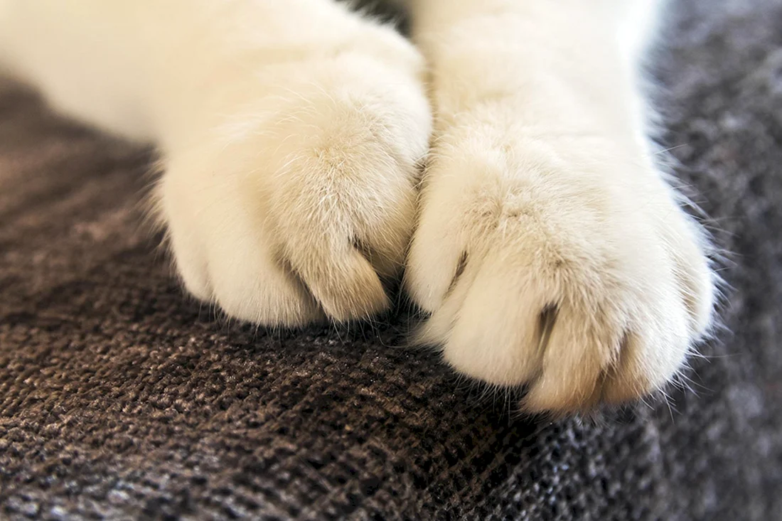 Лапка котика