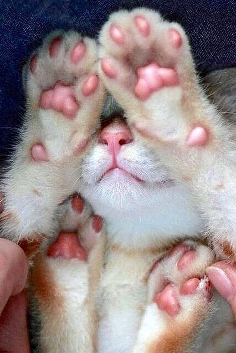 Лапки кошки