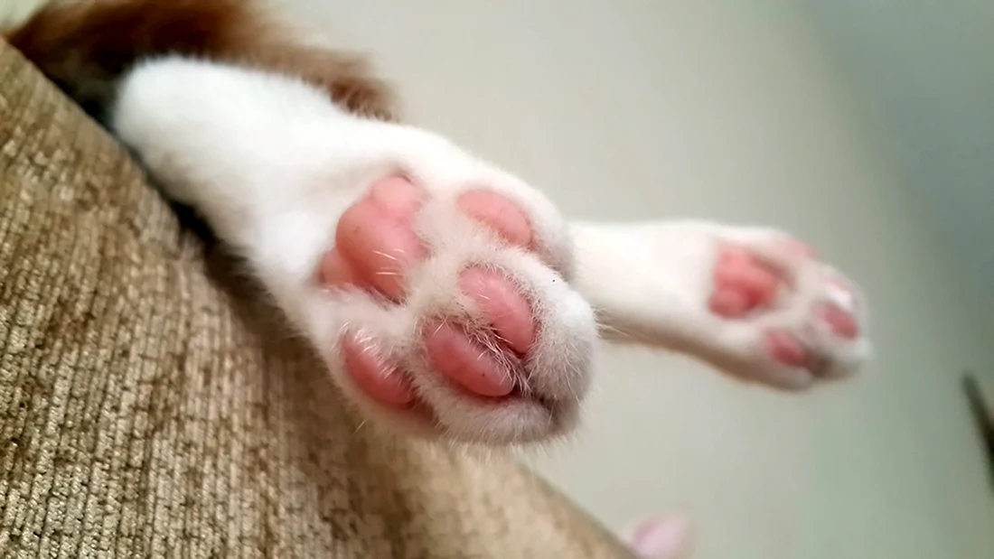 Лапки кошки