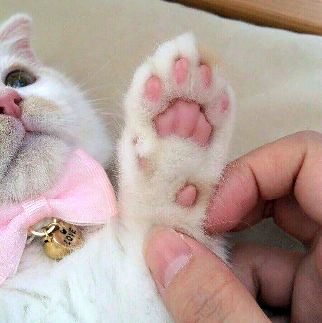 Лапки котят