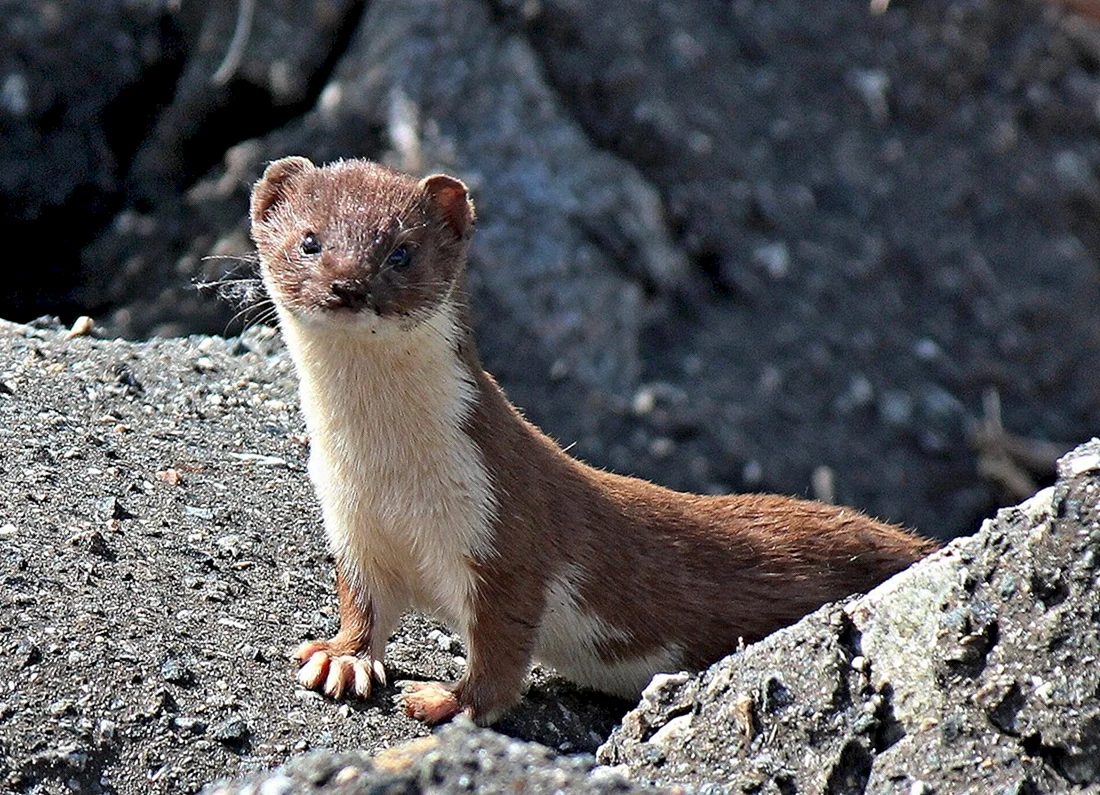 Ла́ска Mustela nivalis