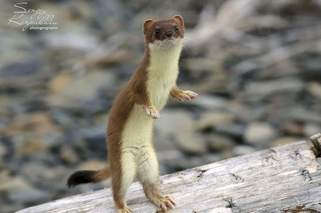 Ласка Mustela nivalis