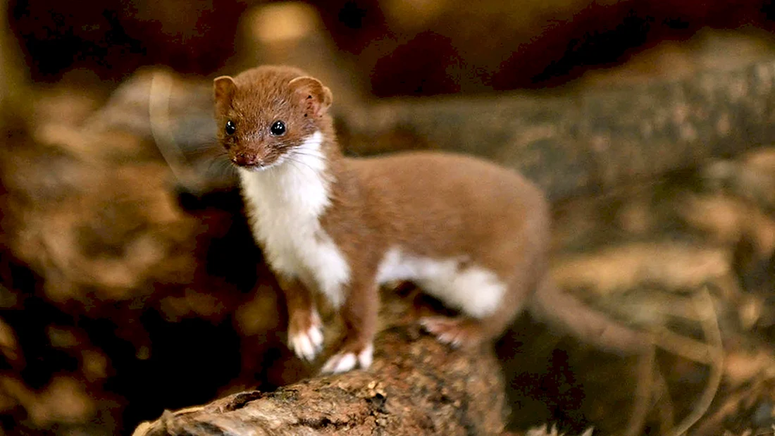 Ласка Mustela nivalis