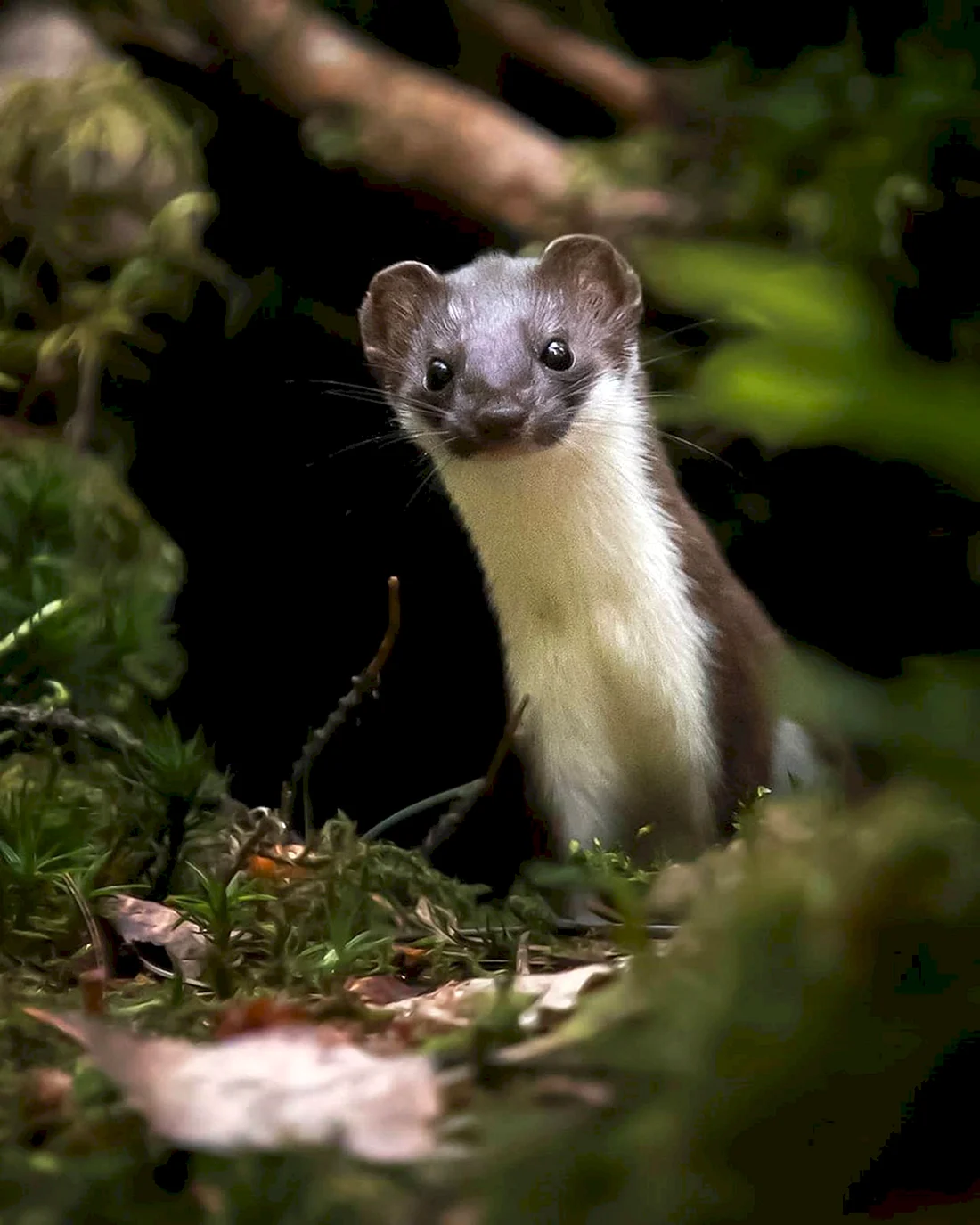 Ласка Mustela nivalis Linnaeus 1766 ареал