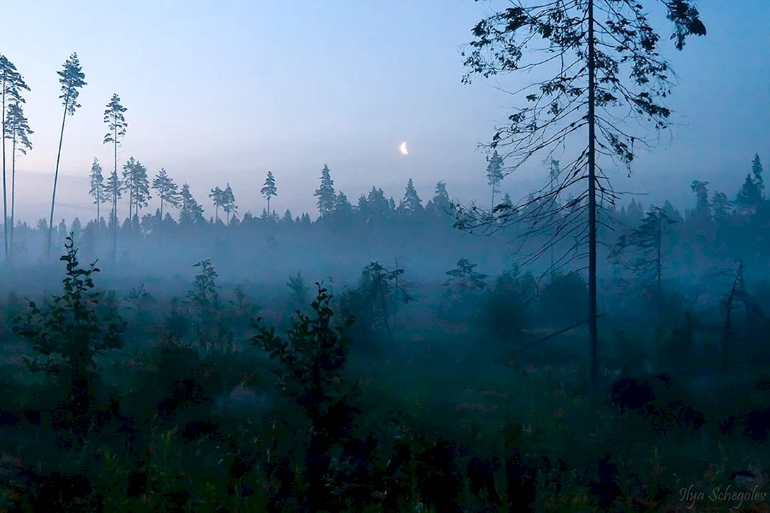 Лес в тумане