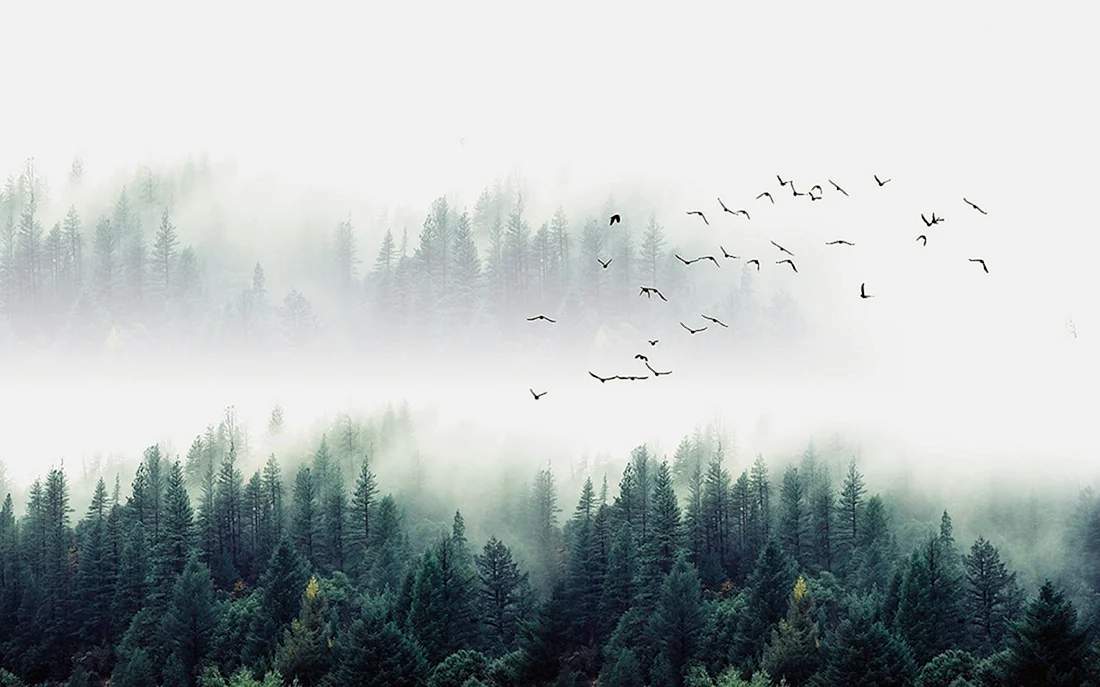 Лес в тумане