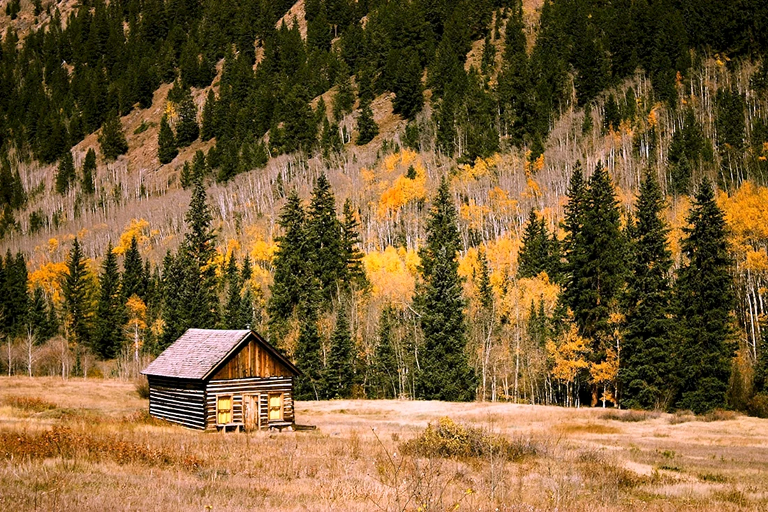 Картинки дом в лесу (49 фото)