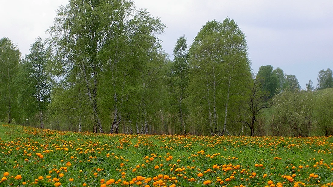 Лесная Поляна Солнечная Поляна Нижегородская область