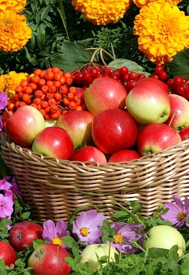 Летние дары природы