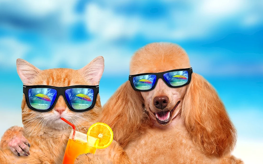 Лето животные