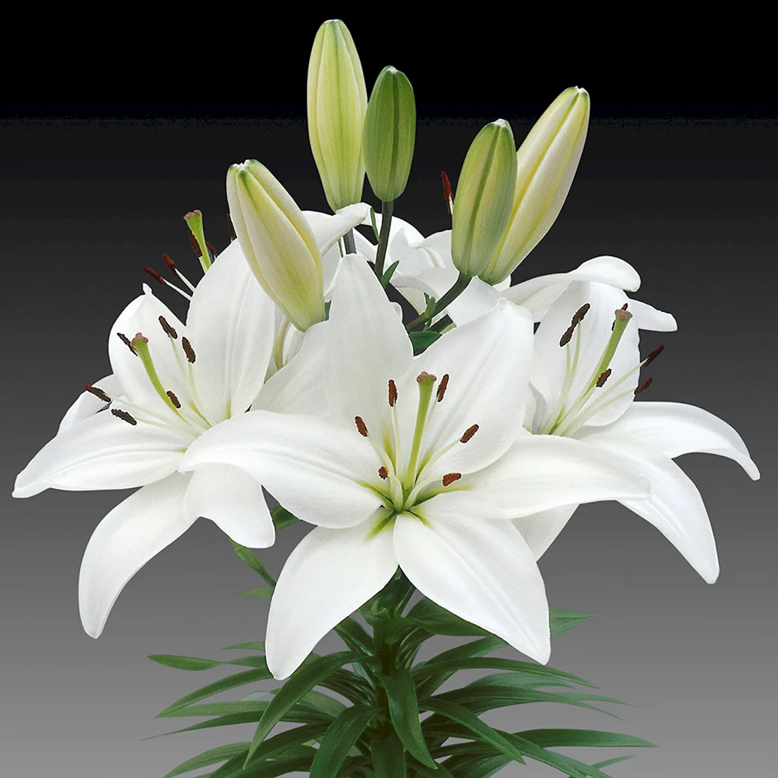 Лилия Lilium Asiatic White
