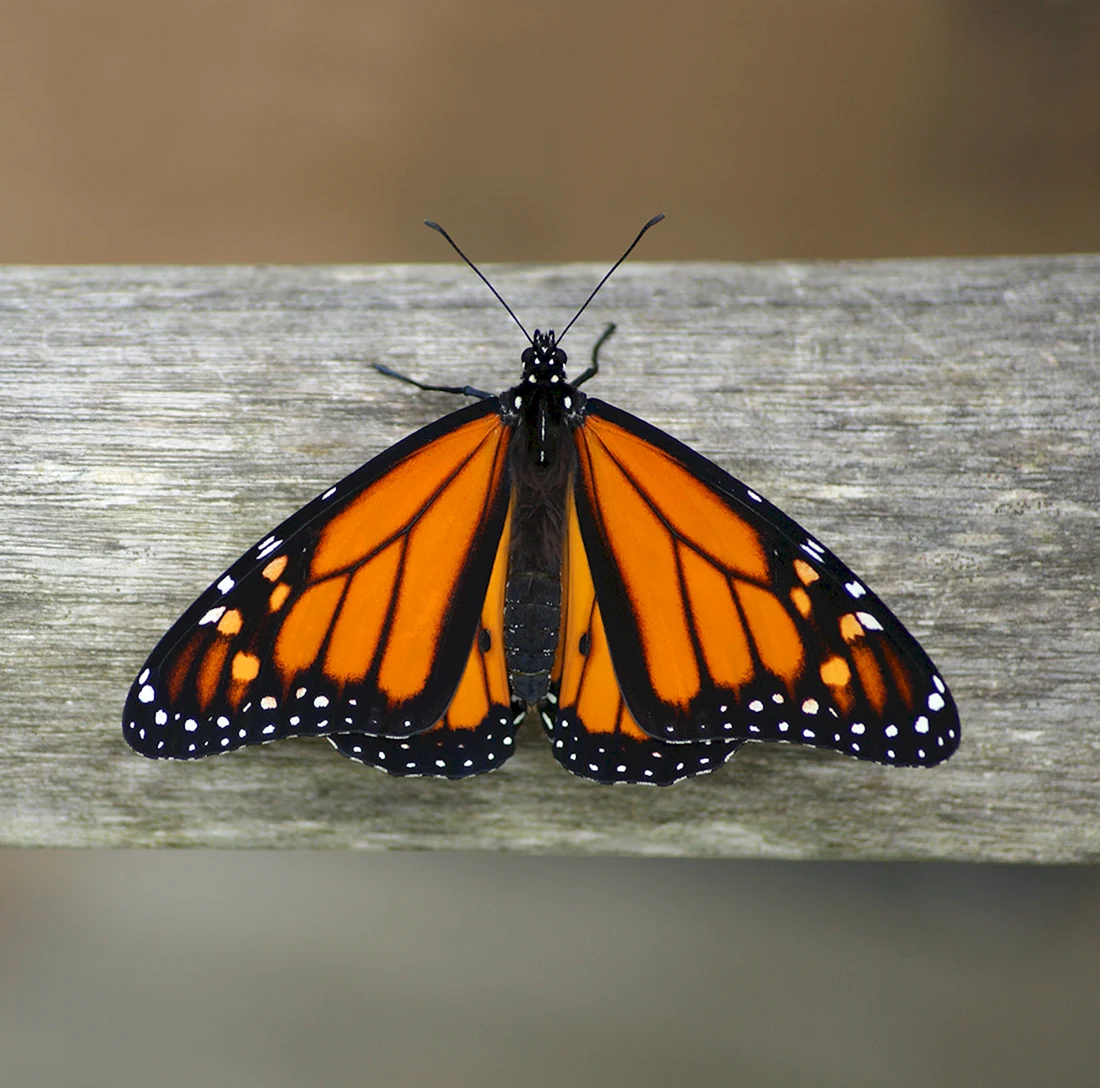 Limenitis archippus