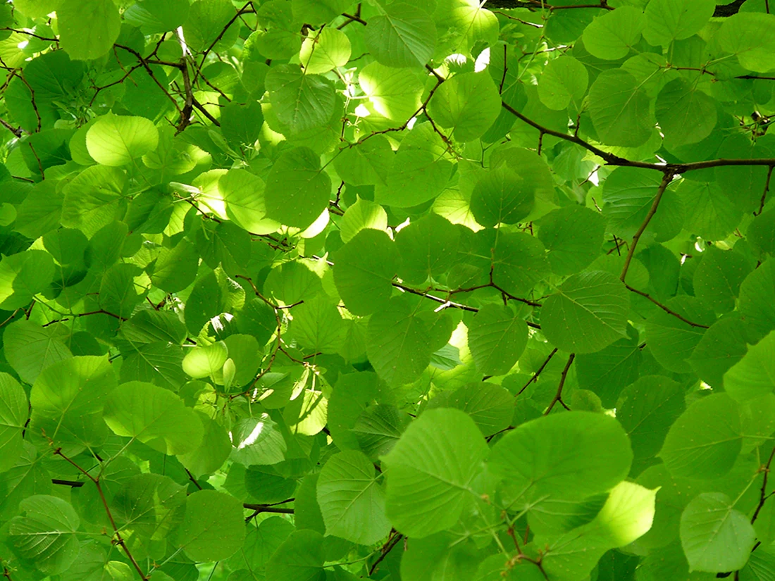 Липа мелколистная Green Globe