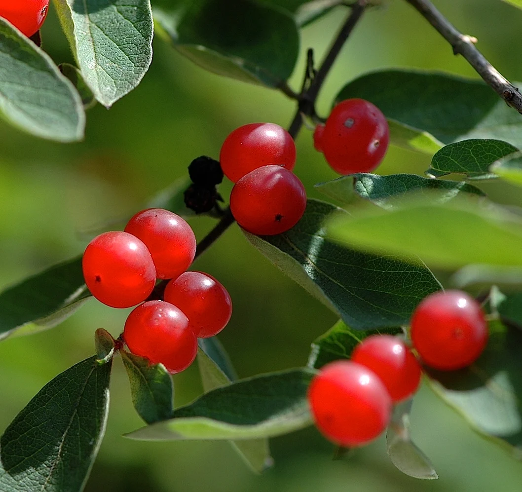 Lonicera tatarica жимолость Татарская