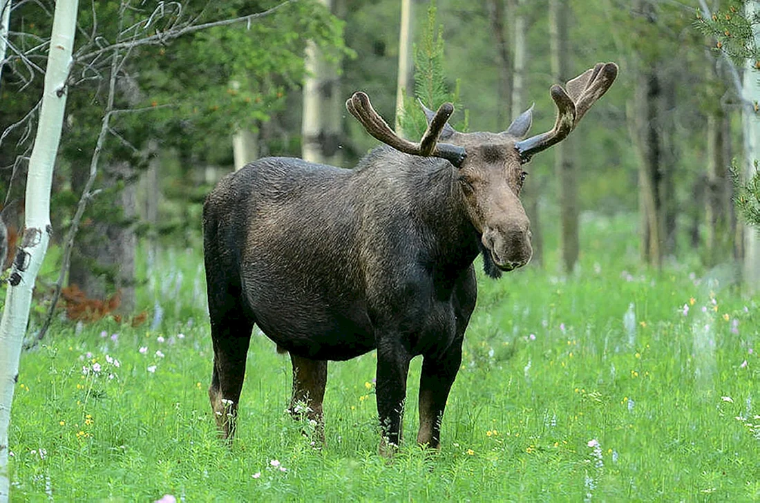 Лось в Марий Эл