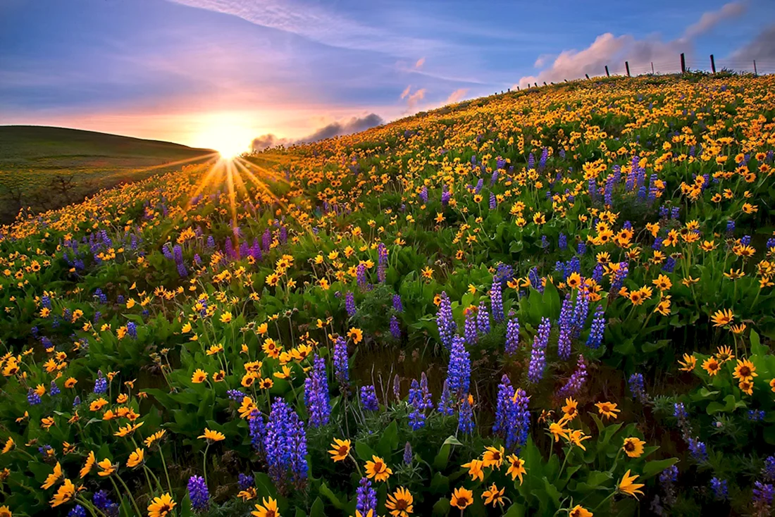 Луг с цветами