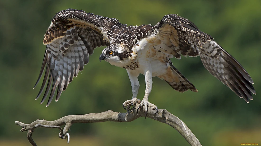 Лунь канюк тетеревятник