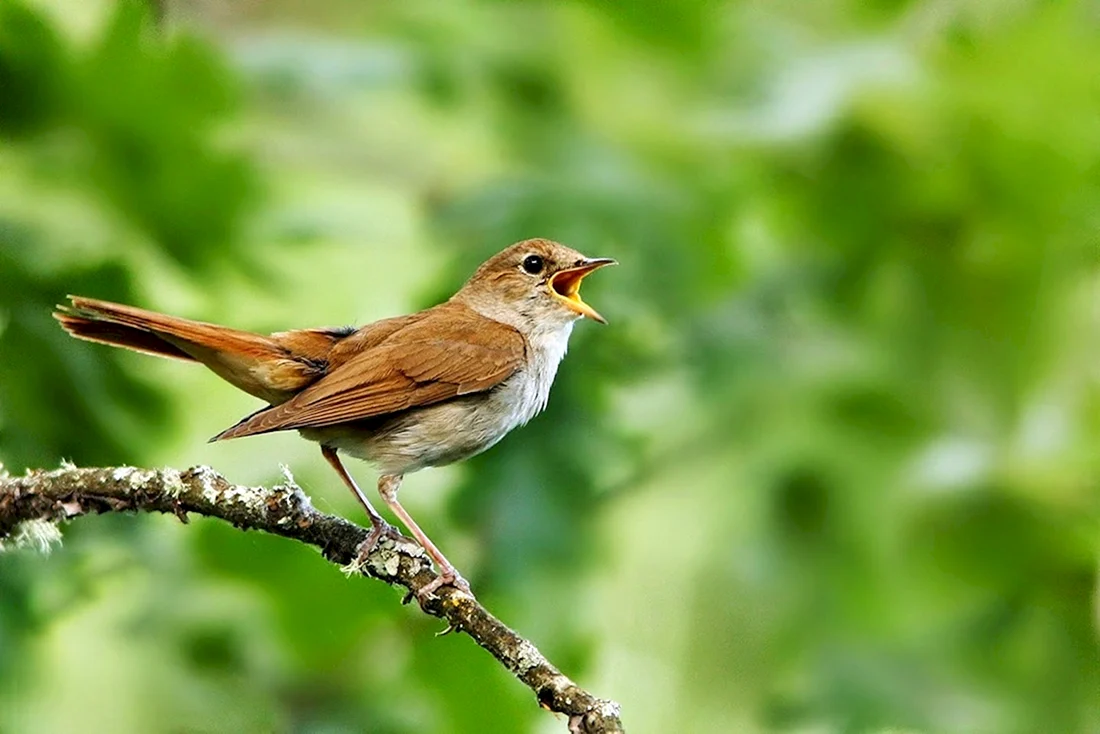 Luscinia megarhynchos