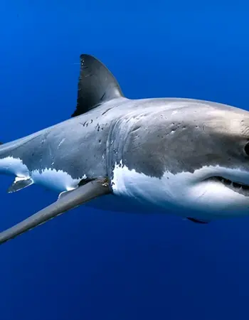 Макрелевая акула