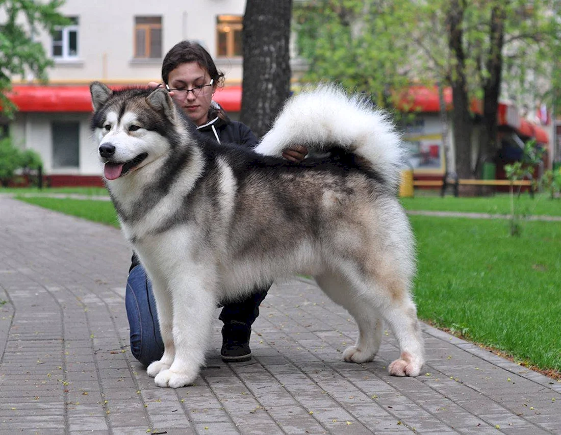 Маламут
