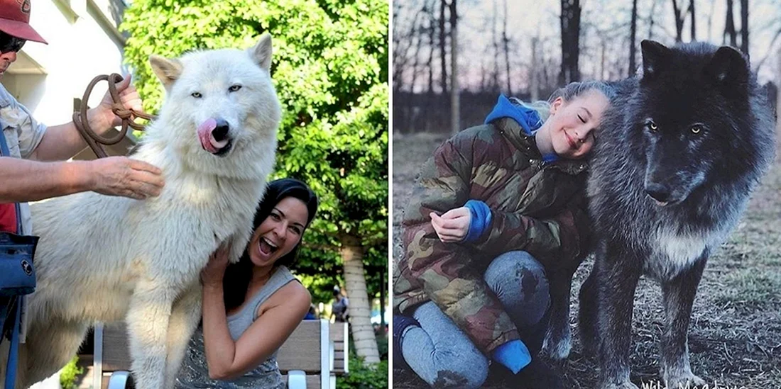 Маламут волкособ