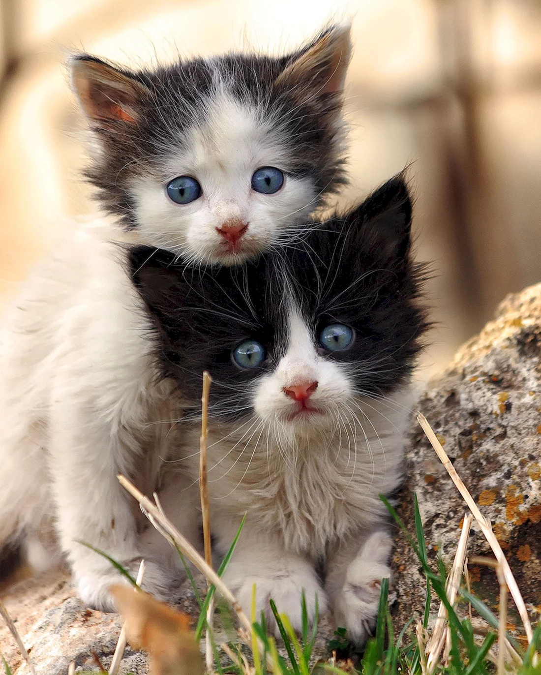 Маленькие котики