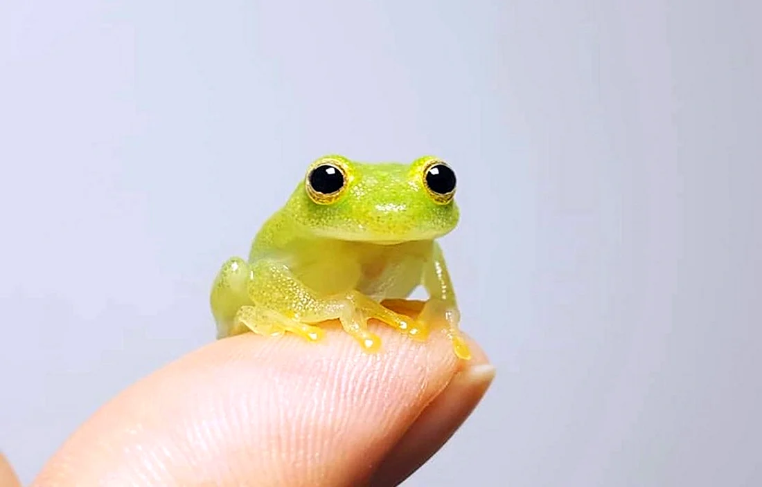 Маленькие жабки