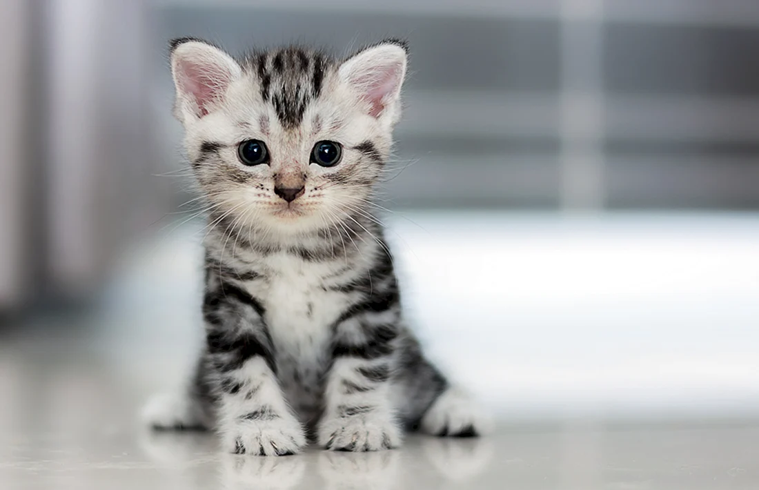 Маленький котенок