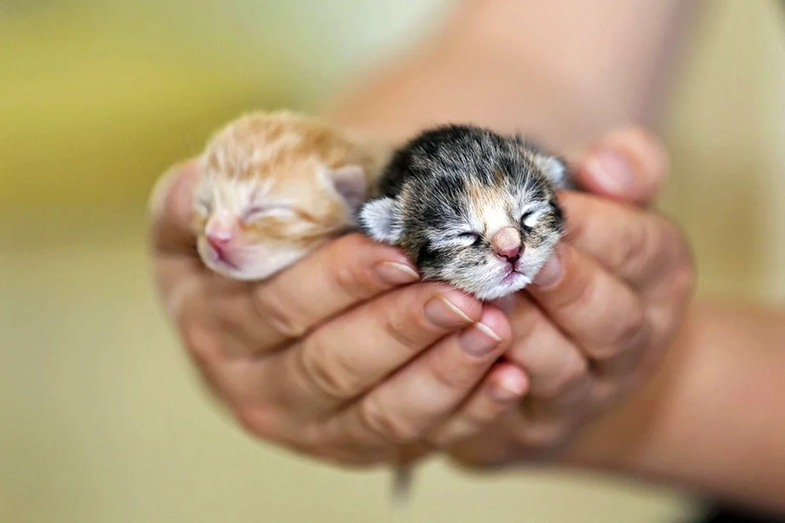 Маленький котенок