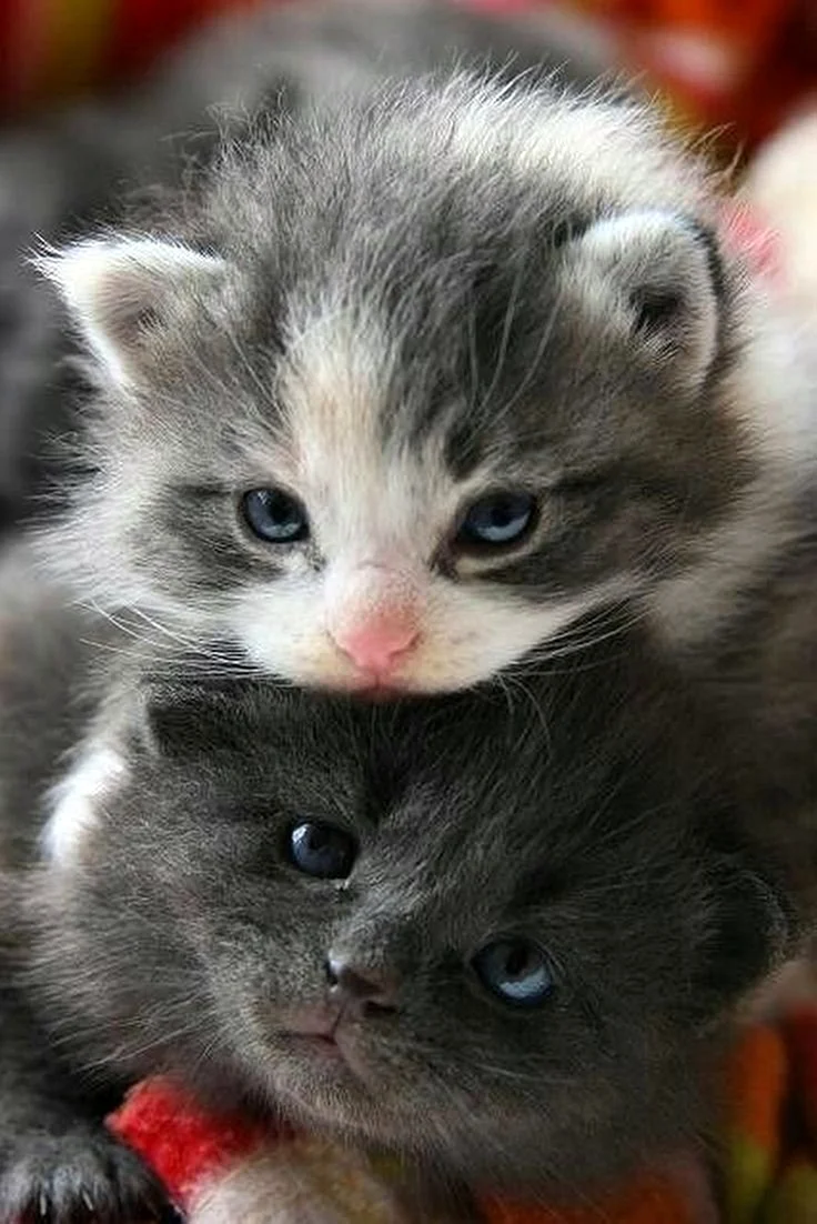 Маленький котенок