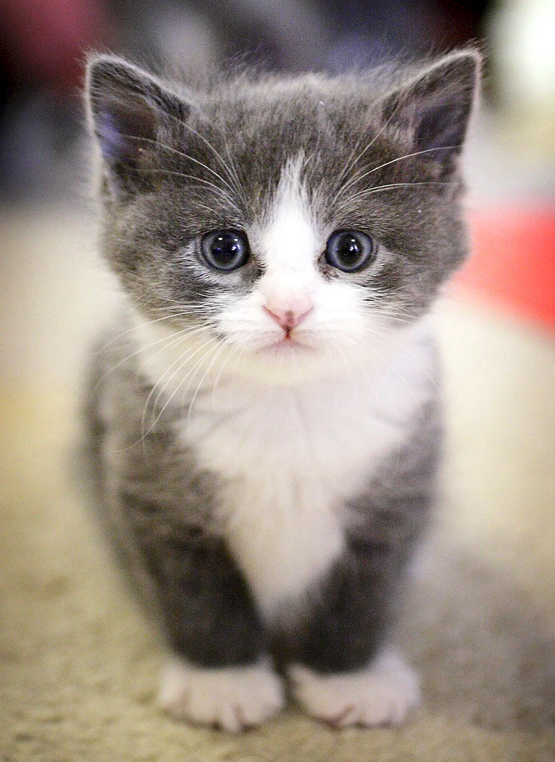 Маленький котенок