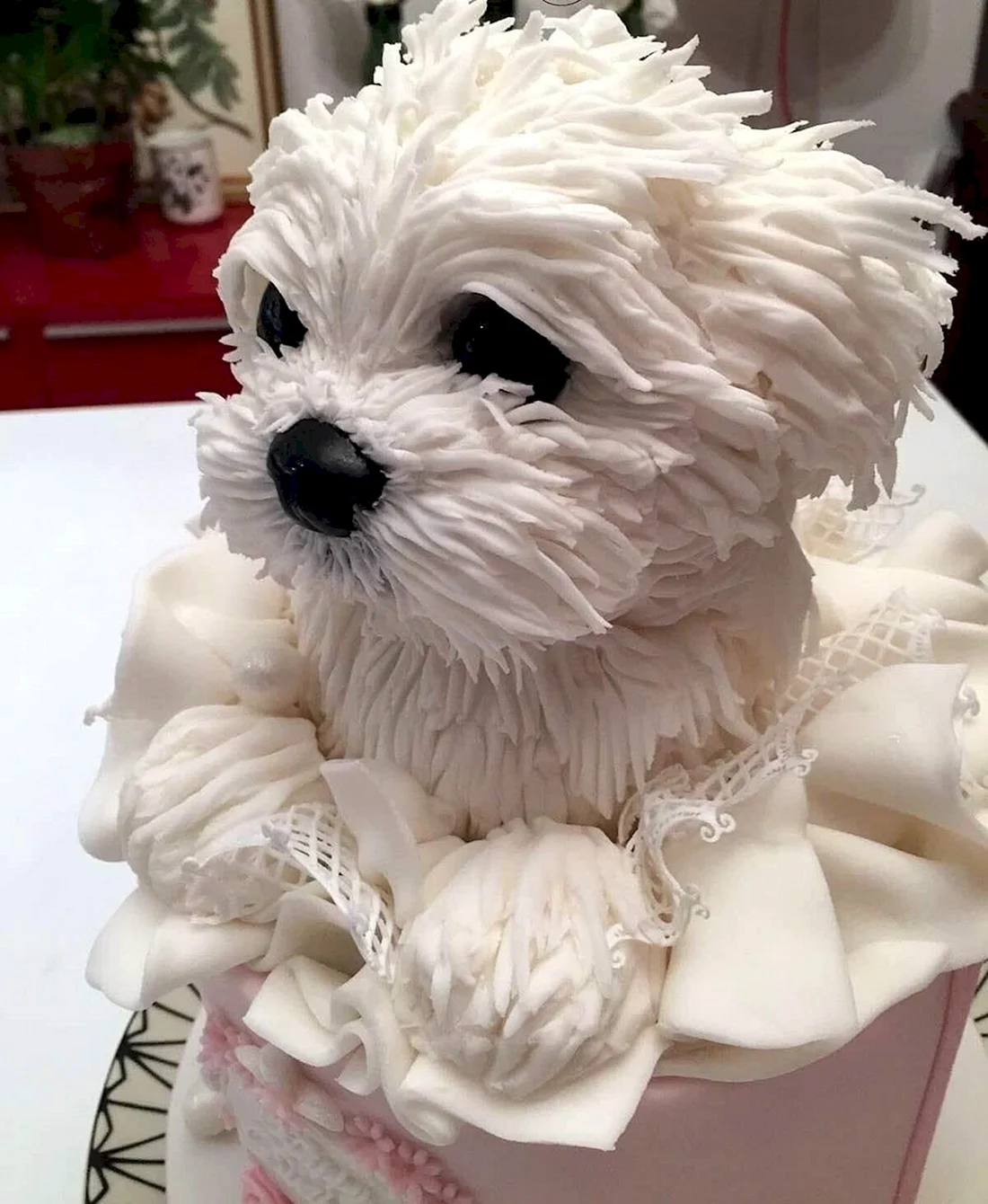 Мальтийская болонка кремовая