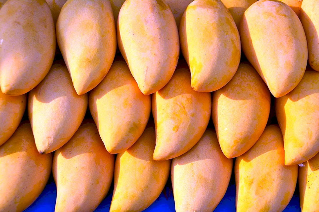 Манго Sindhri