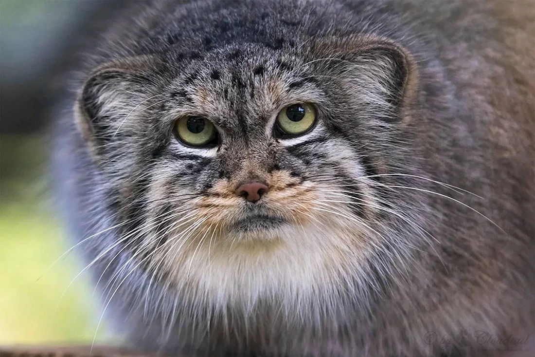 Манул палласов кот