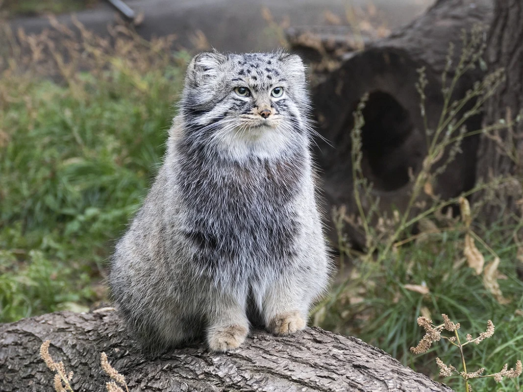 Манул палласов кот